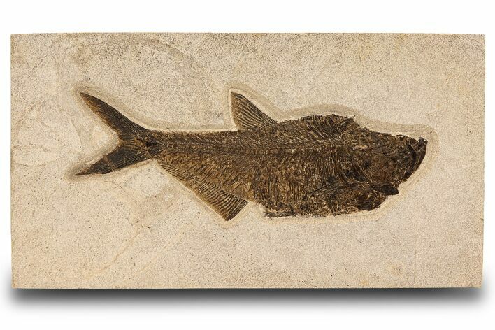 Huge, Fossil Fish (Diplomystus) - Wall Mount #299823